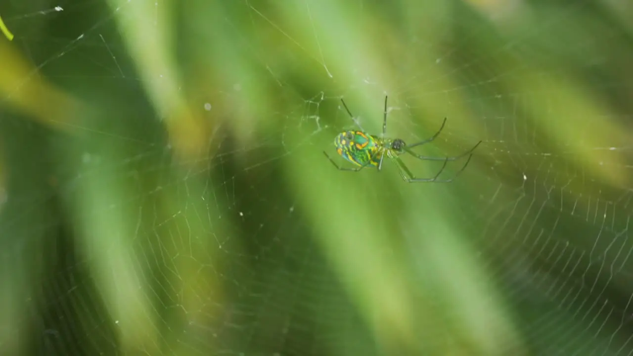 Green spider with orange spots hanging in its web with a green blurred plant background