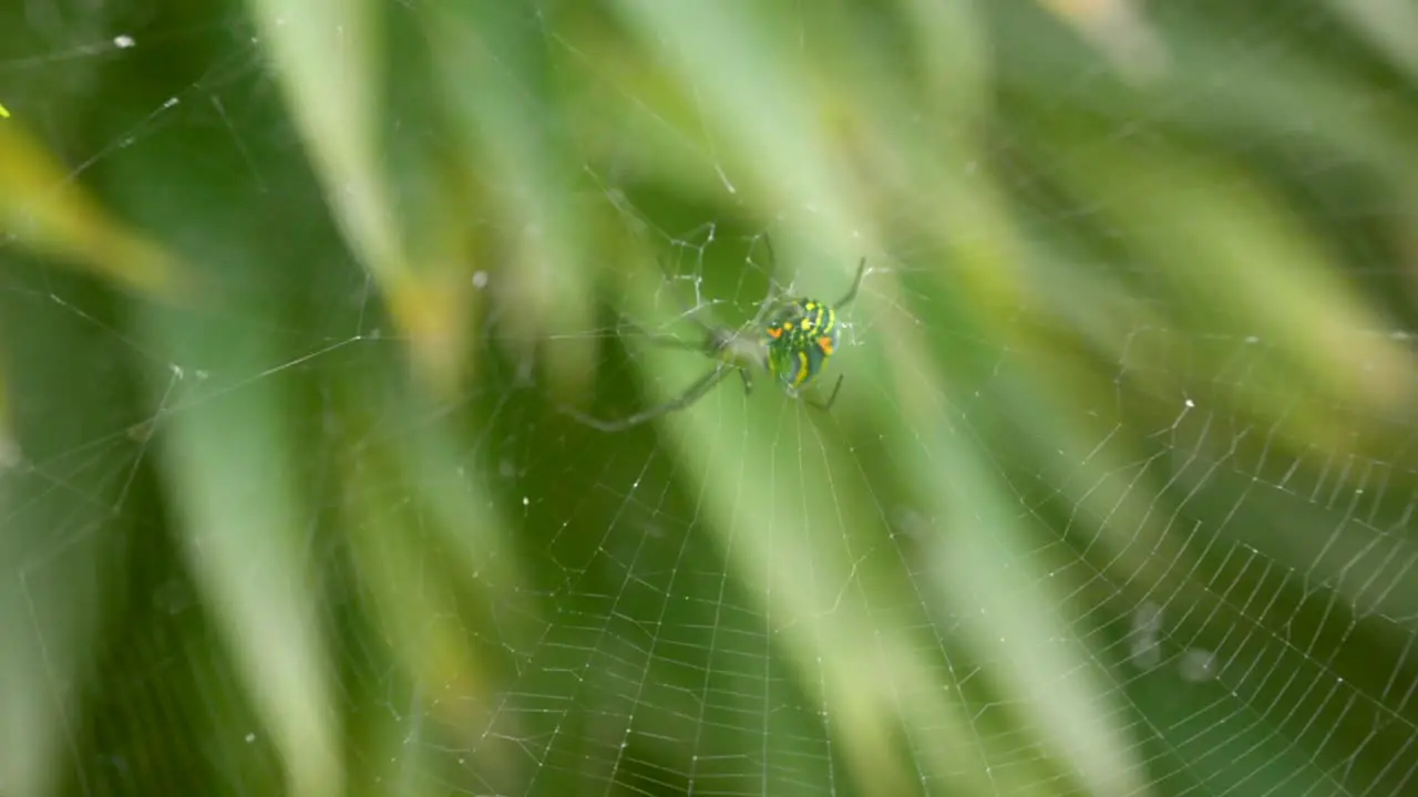 Green and orange spider hanging in its web with a green blurred plant background