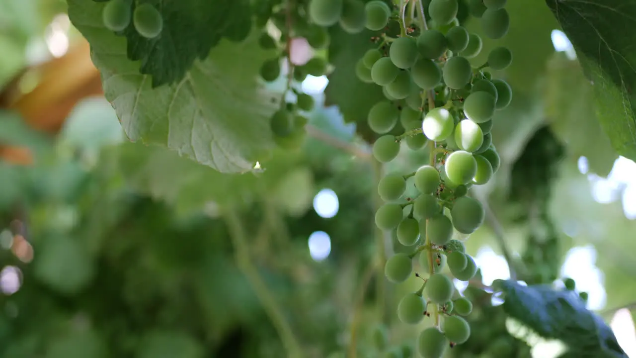 Close up on a bunch of grapes on a vine with a green vineyard background