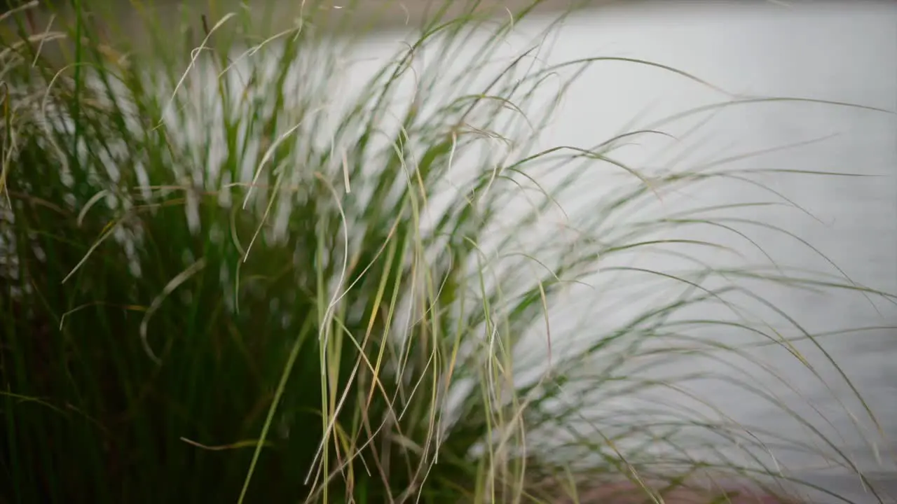 pulling focus from the reeds to the pond