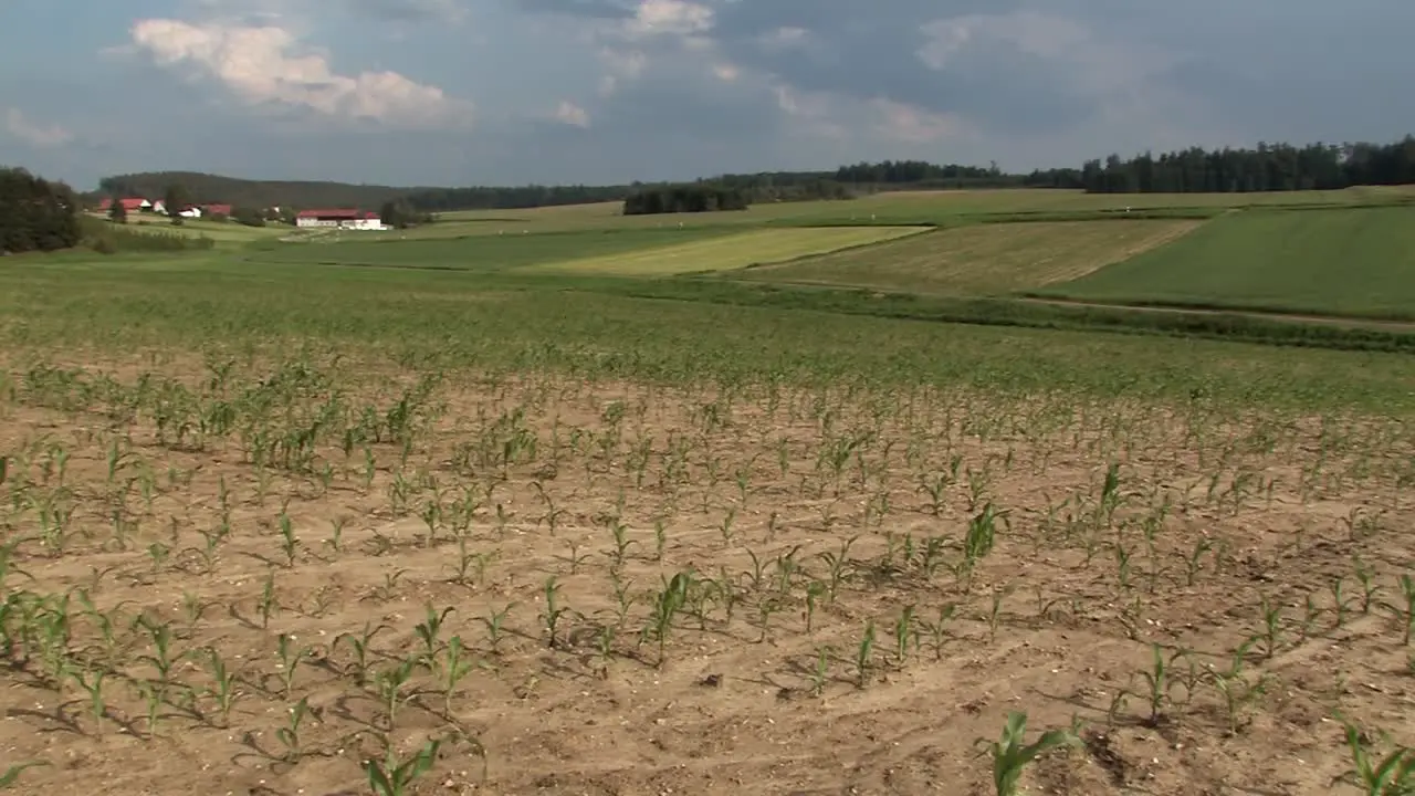 Corn field in Bavaria in early summer Germany