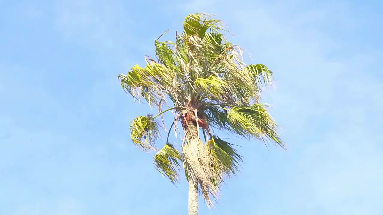 tip of a palm tree high above the sky