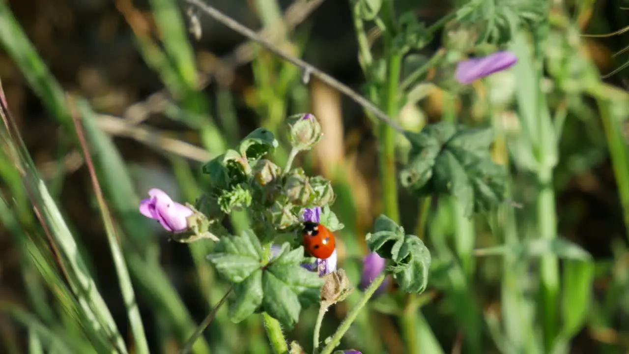 a foreground shot around a ladybug