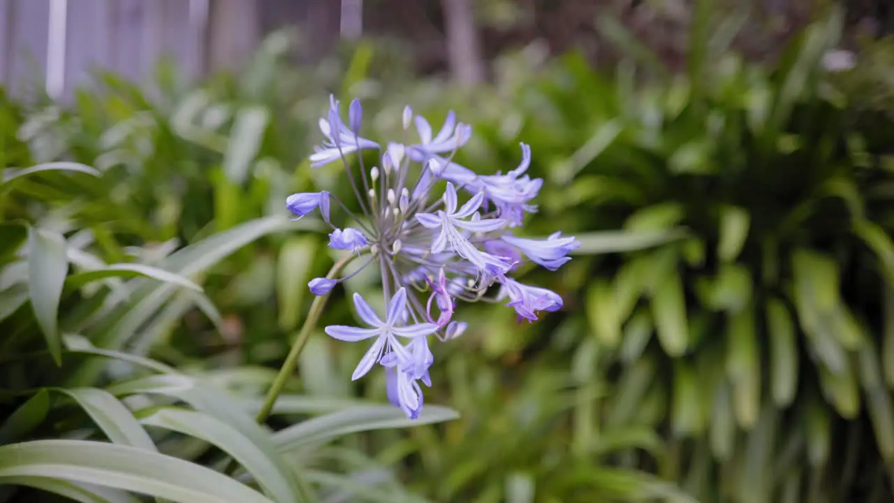 purple flower at the backyard of new zealand