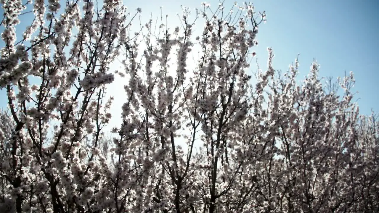 Sunrays through almond trys blossoming