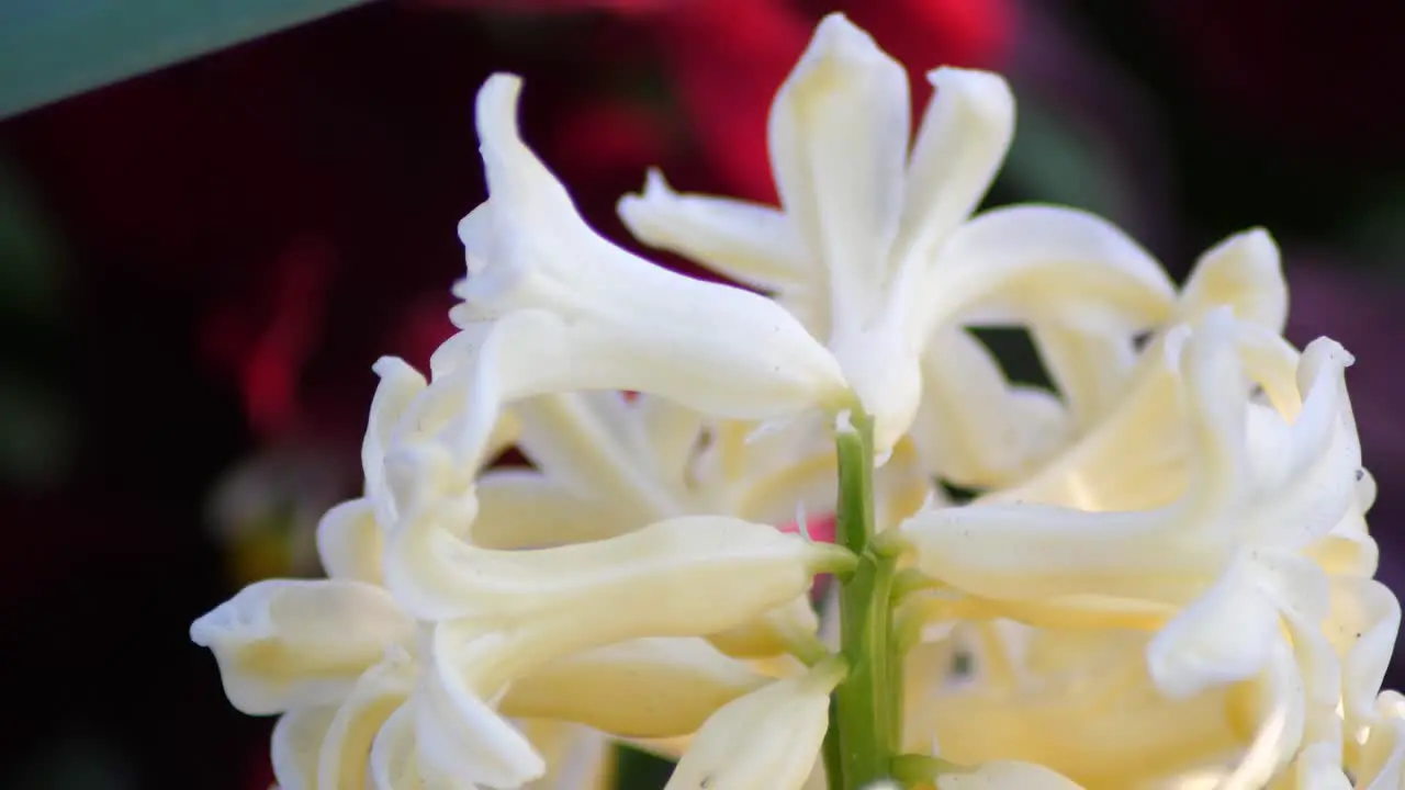 Yellow Hyacinthus shot