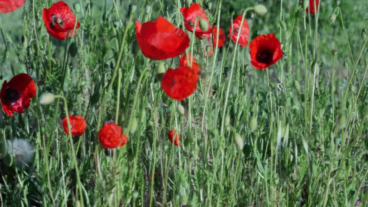 A few poppies with a bee pollinating