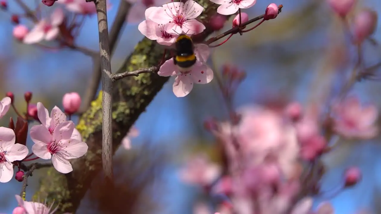 A clip of a bee eating flowers