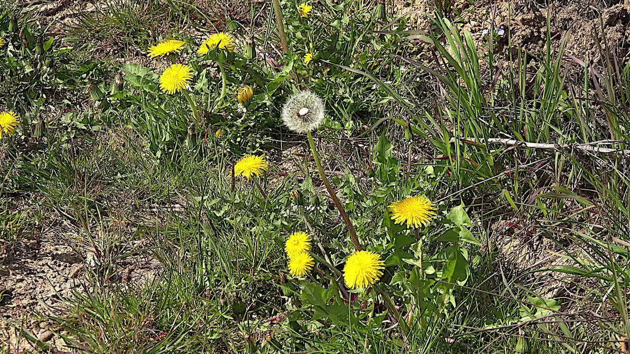 Nature Dandelion Gone To Seed