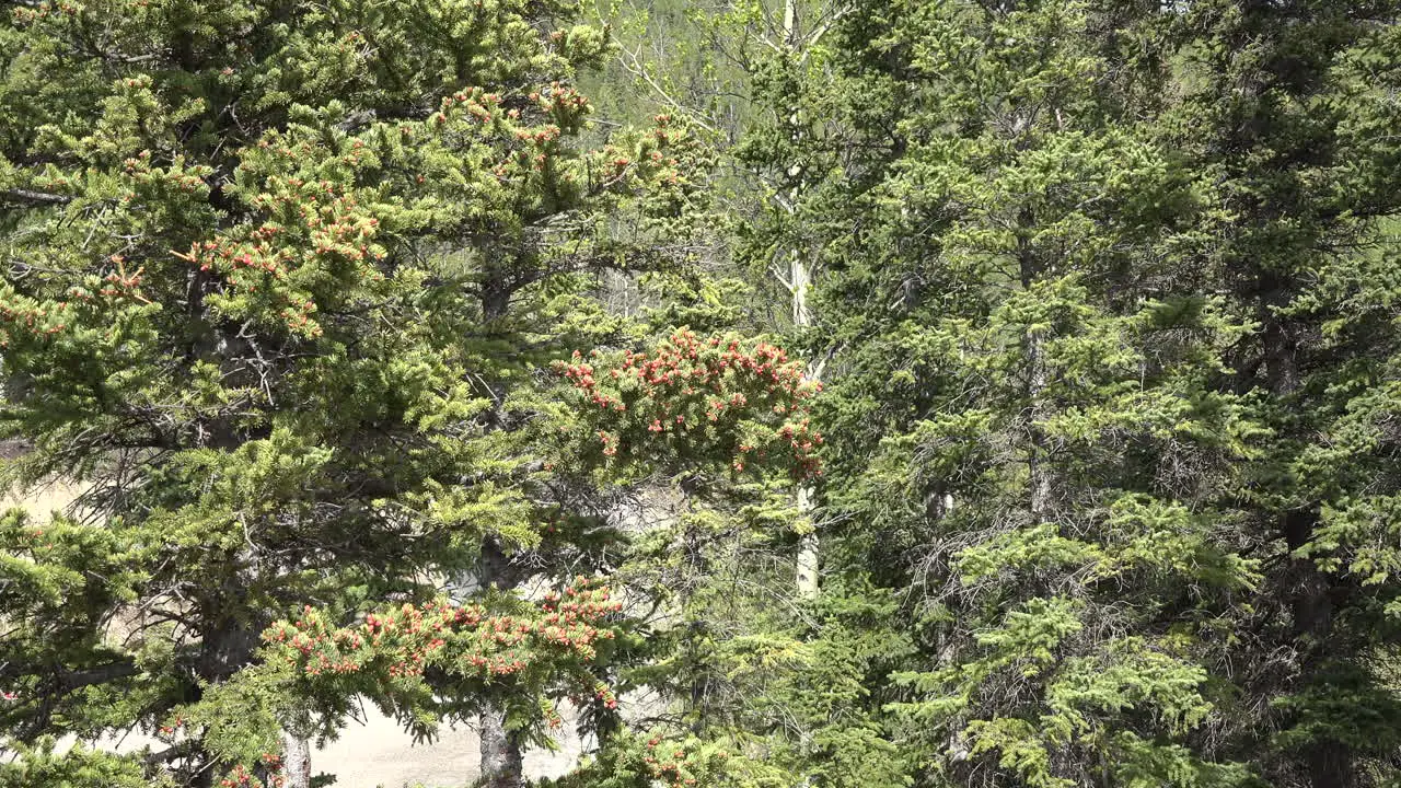 Alaska Spruce Tree Detail Zoom In