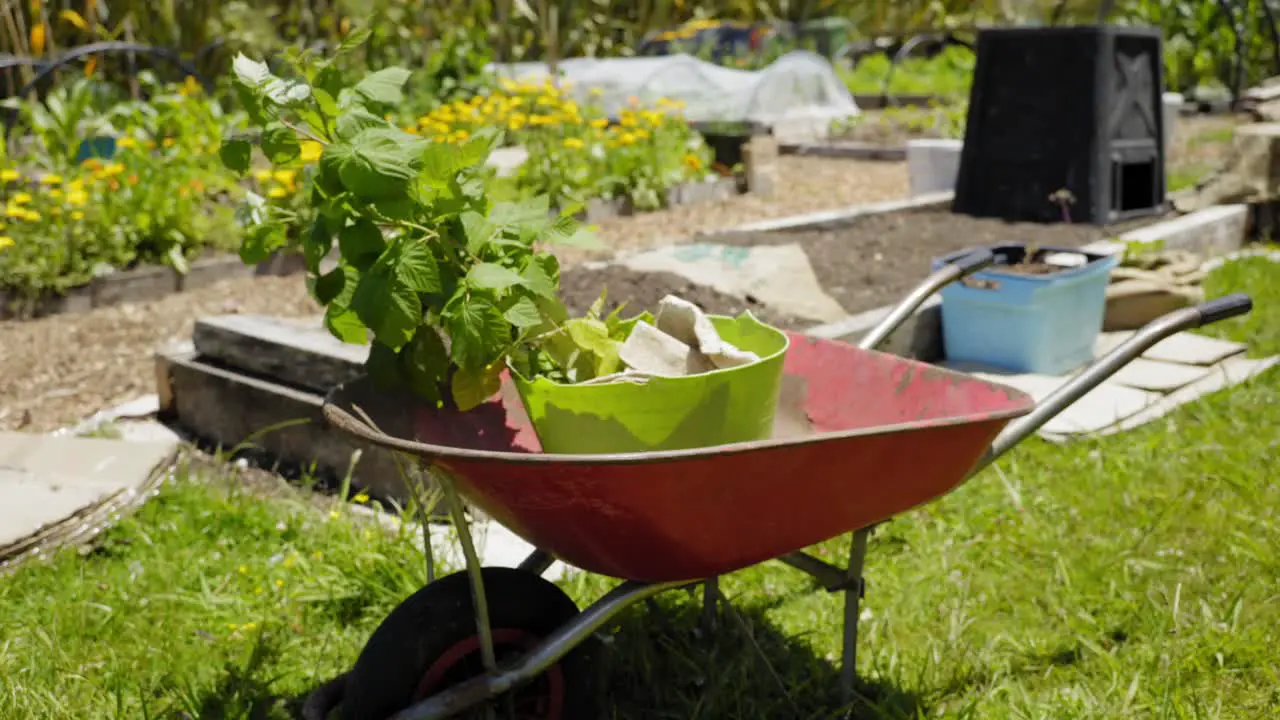 red rusted trolley within some plants inside on the farm garden lawn spring farmwork wheel barrow