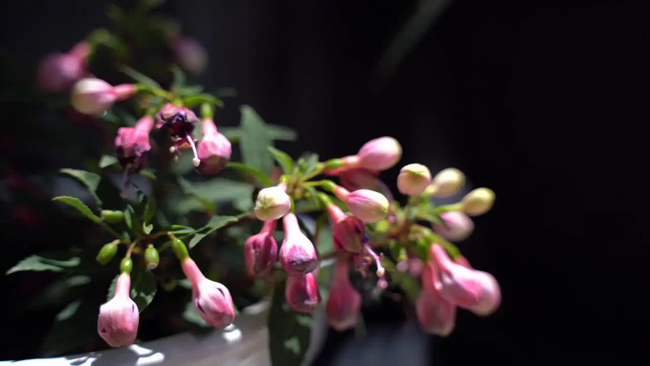 Pink Flower buds in wind