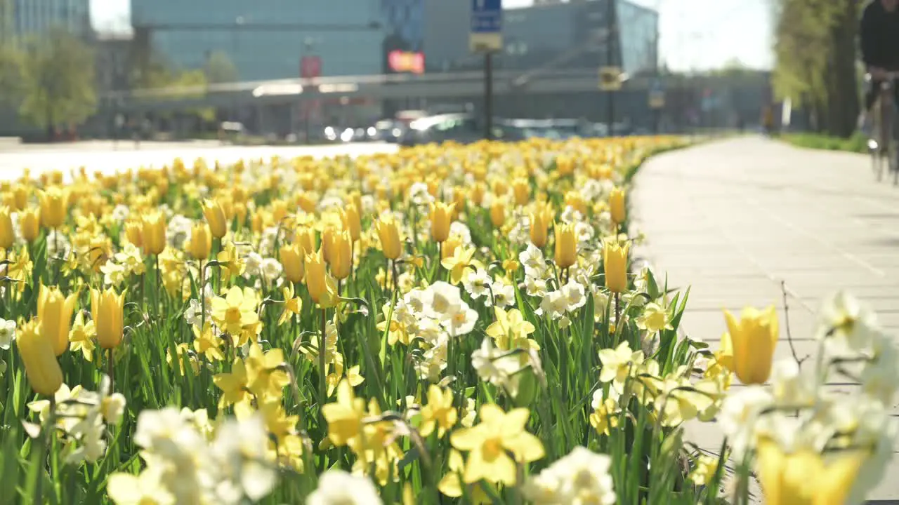 Closeup view of spring blossoms in Kaunas Lithuania