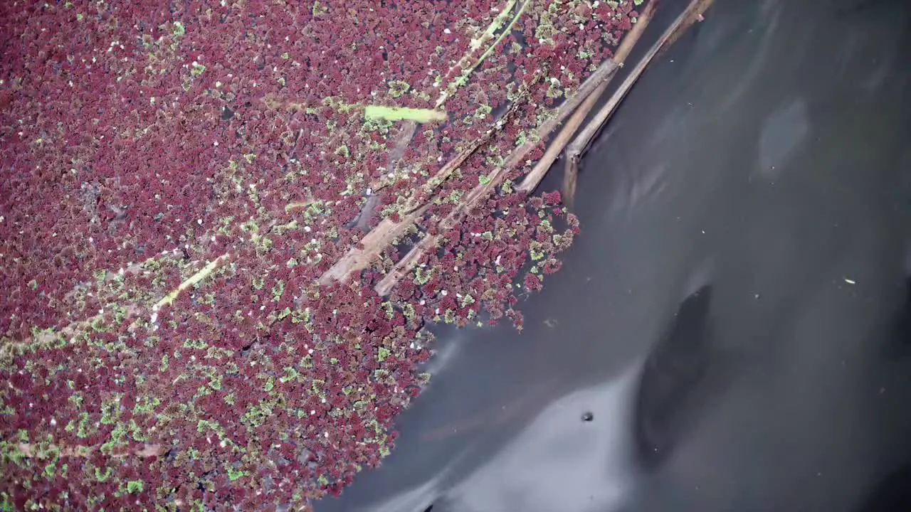 half red leaves floating on the water and half water ripples