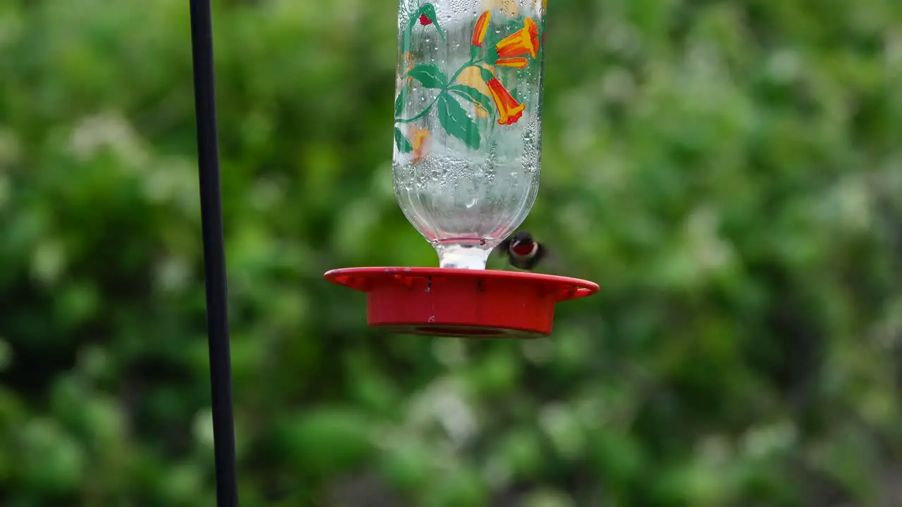 Red Throated Humming bird at a bird feeder