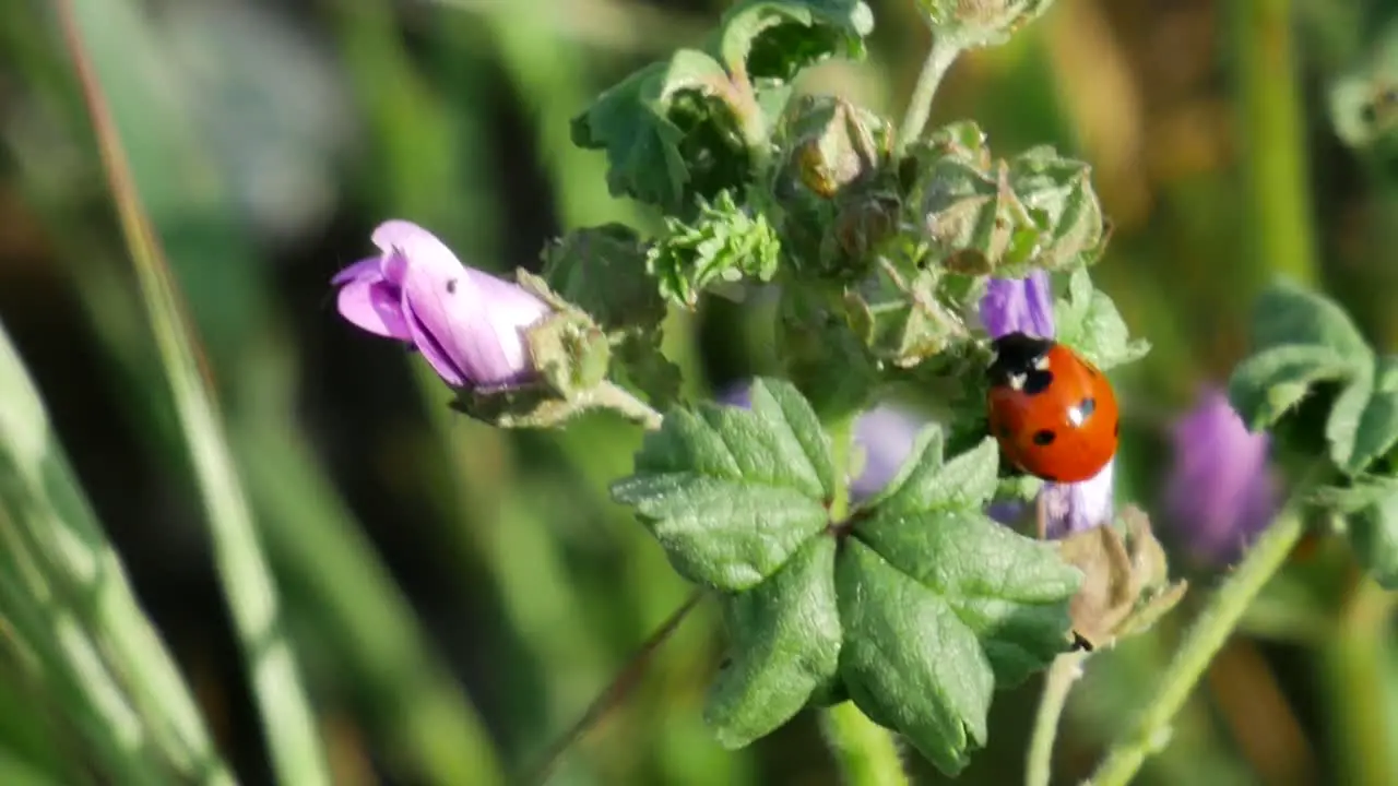 A cropped shot of a ladybug on a plant