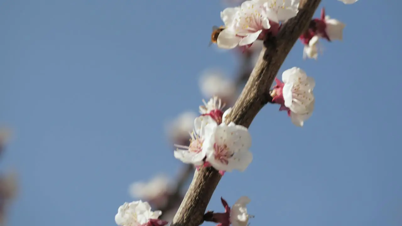 Bee on cherry blossom collecting nectar and pollen moving from blossom to blossom with blue sky