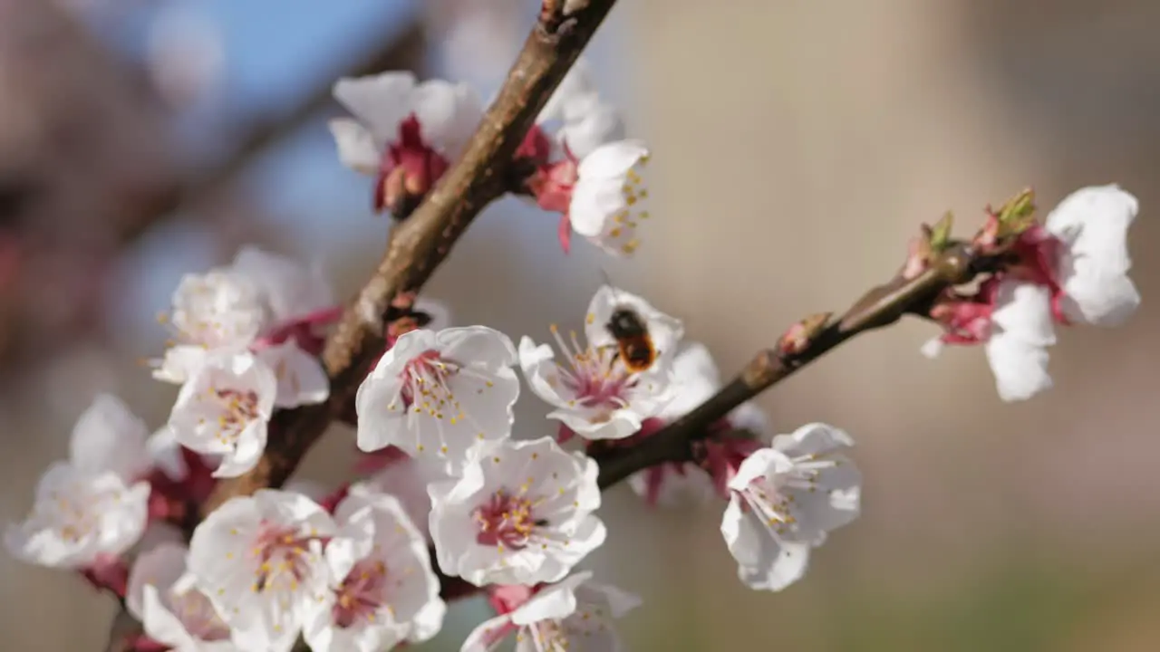 Bee on cherry blossom collecting nectar and pollen on a sunny day