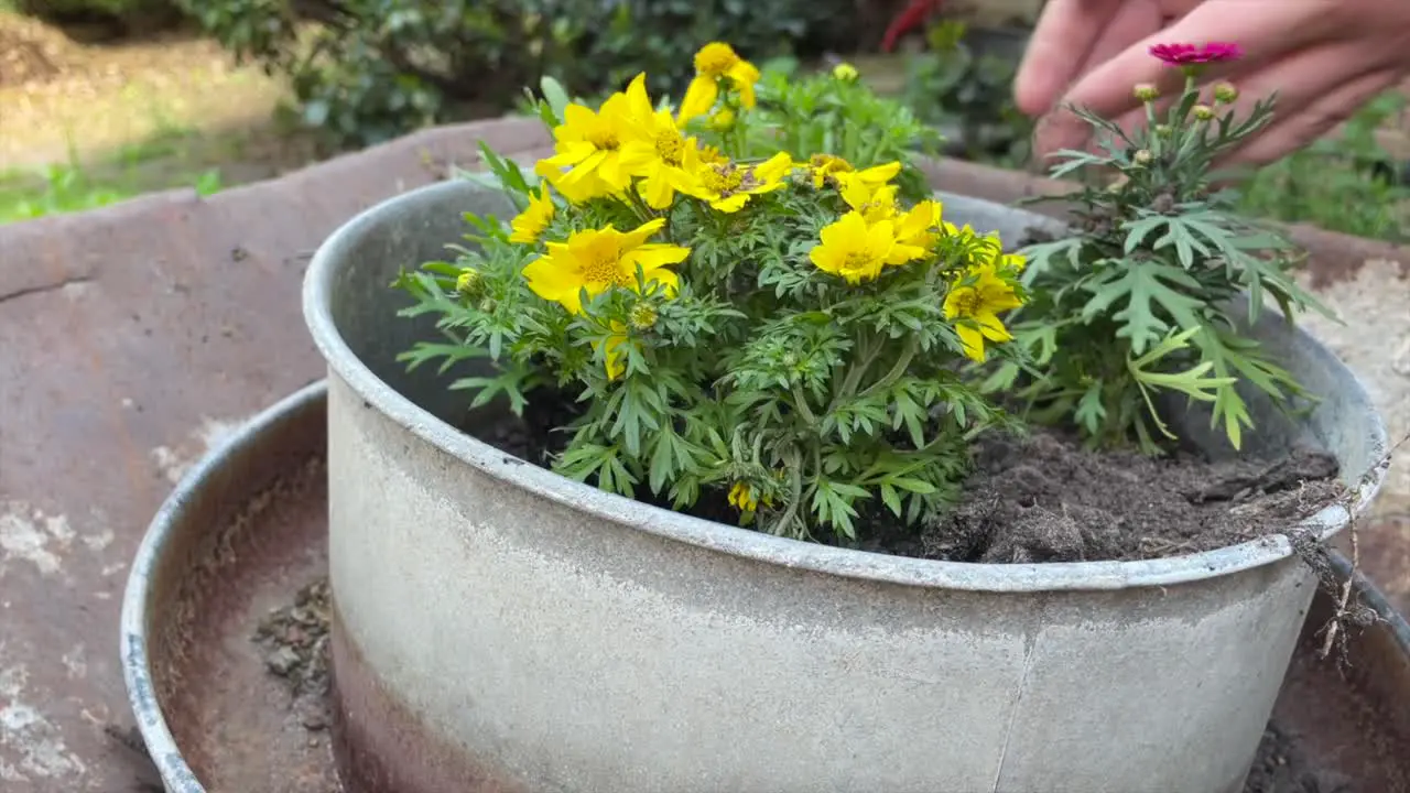 Yellow and red flowers are planted by hand in a round metal pot with potting soil on a sunny spring day in the countryside of Lower Saxony Germany