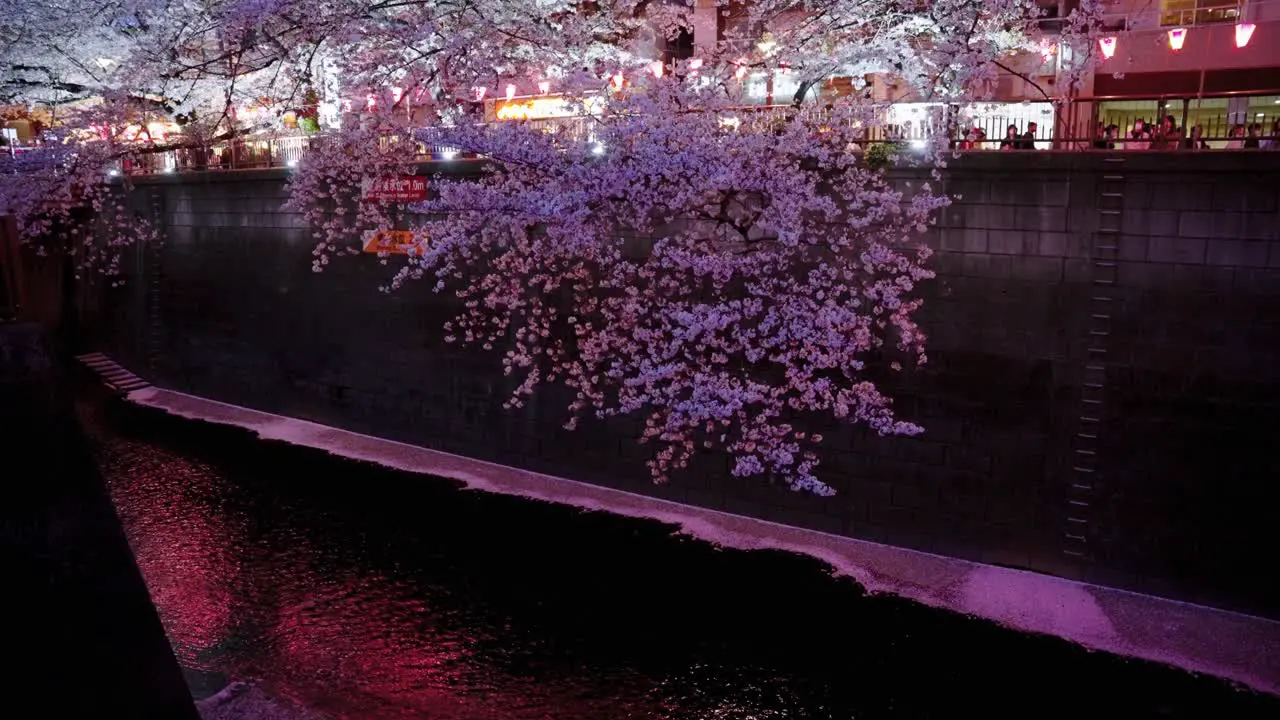 Pink Cherry Blossoms floating in Nakameguro River in Tokyo Spring Evening