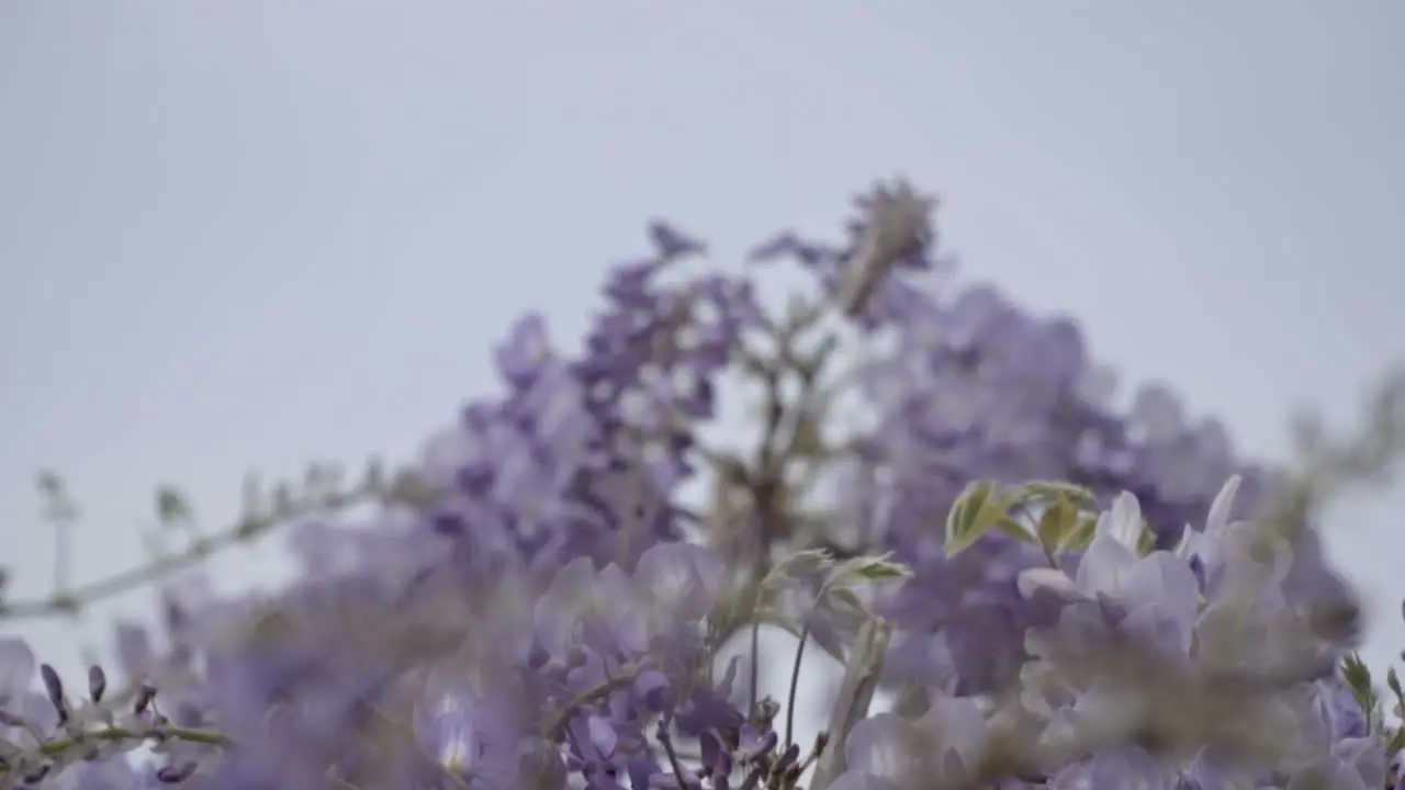 Close up on blooming purple flowers in spring in city center of Rome Italy