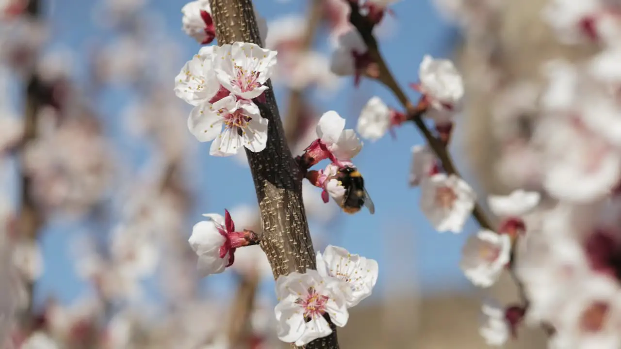 Bumblebee collecting nectar and pollen on cherry blossom on sunny day with blue sky