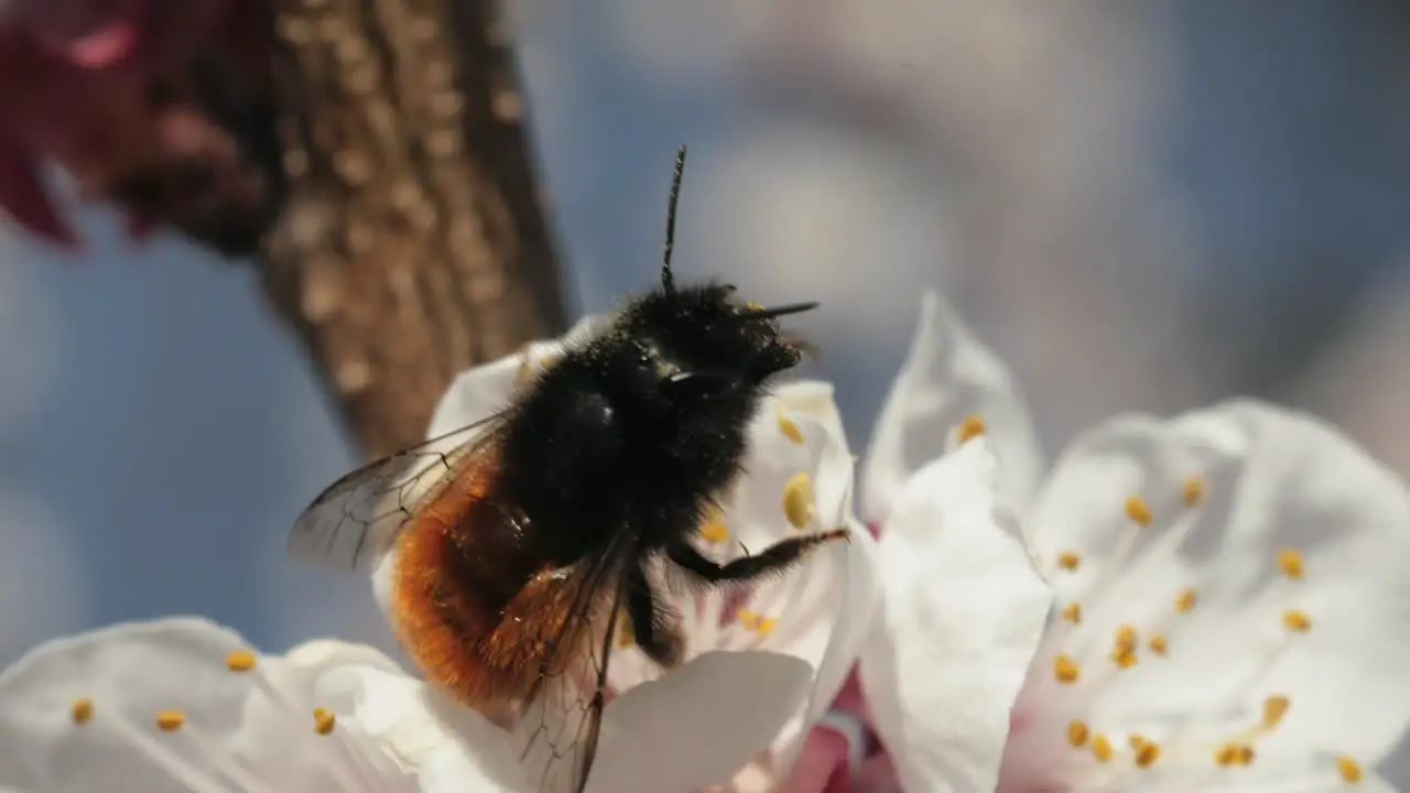 Bee collecting pollen and nectar on cherry blossom