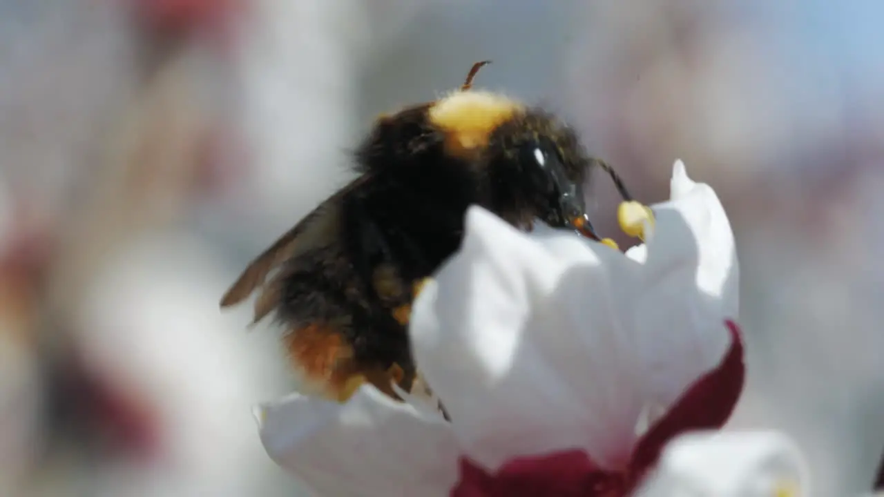 Bumblebee collecting pollen and nectar on cherry blossom and taking off