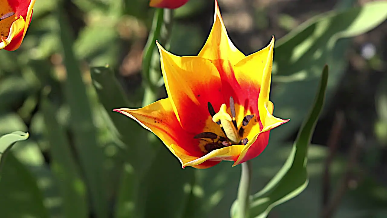 Orange And Yellow Tulip