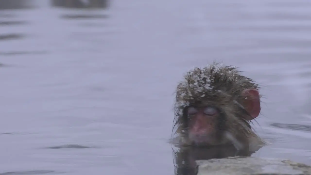 A baby monkey alone in a hot spring