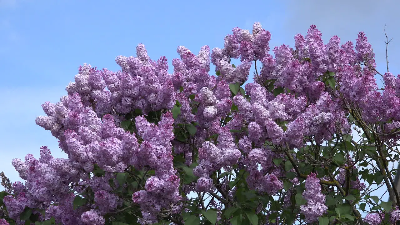 Lilacs Blooming