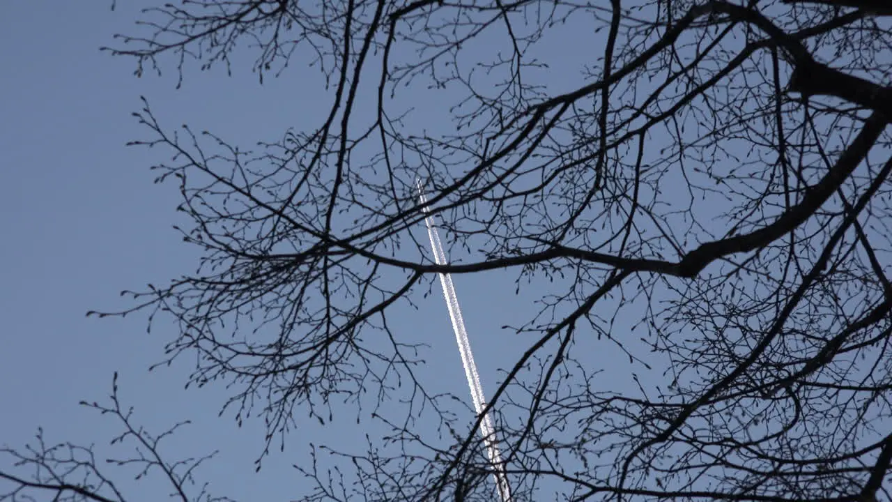 Jet Contrail Through Tree Branches