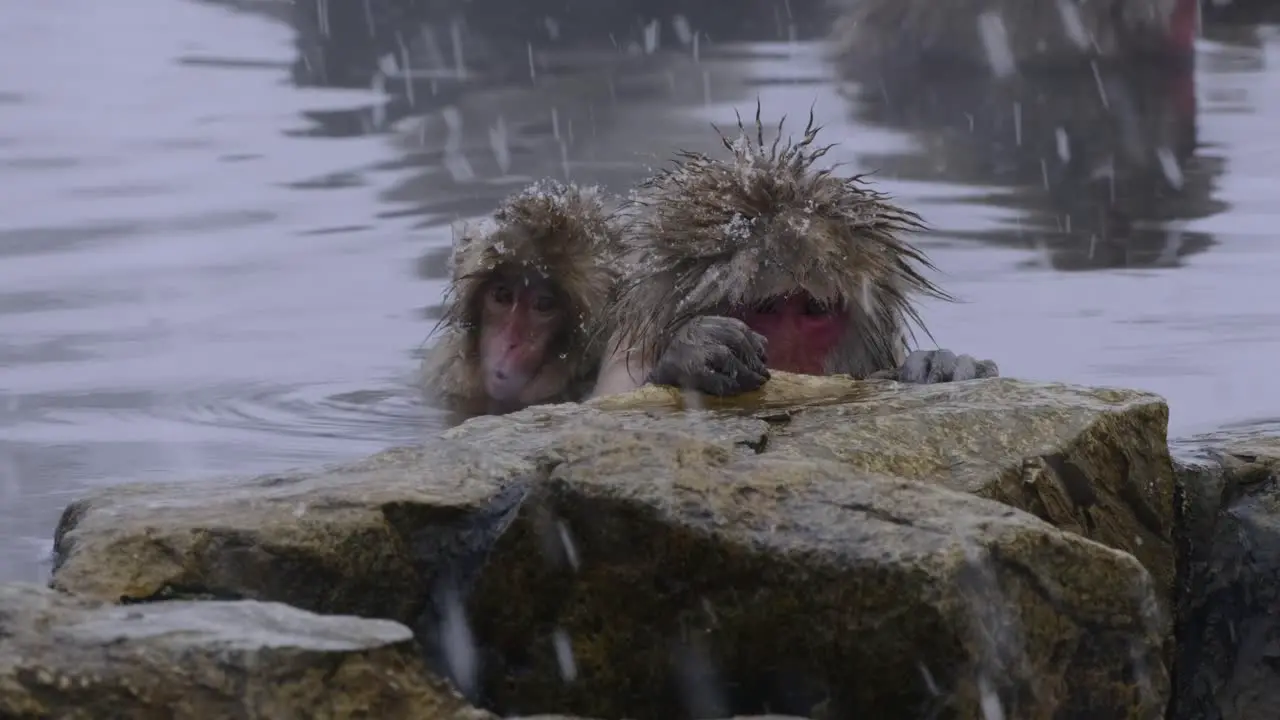 Two monkeys resting in hot spring in Nagano Japan