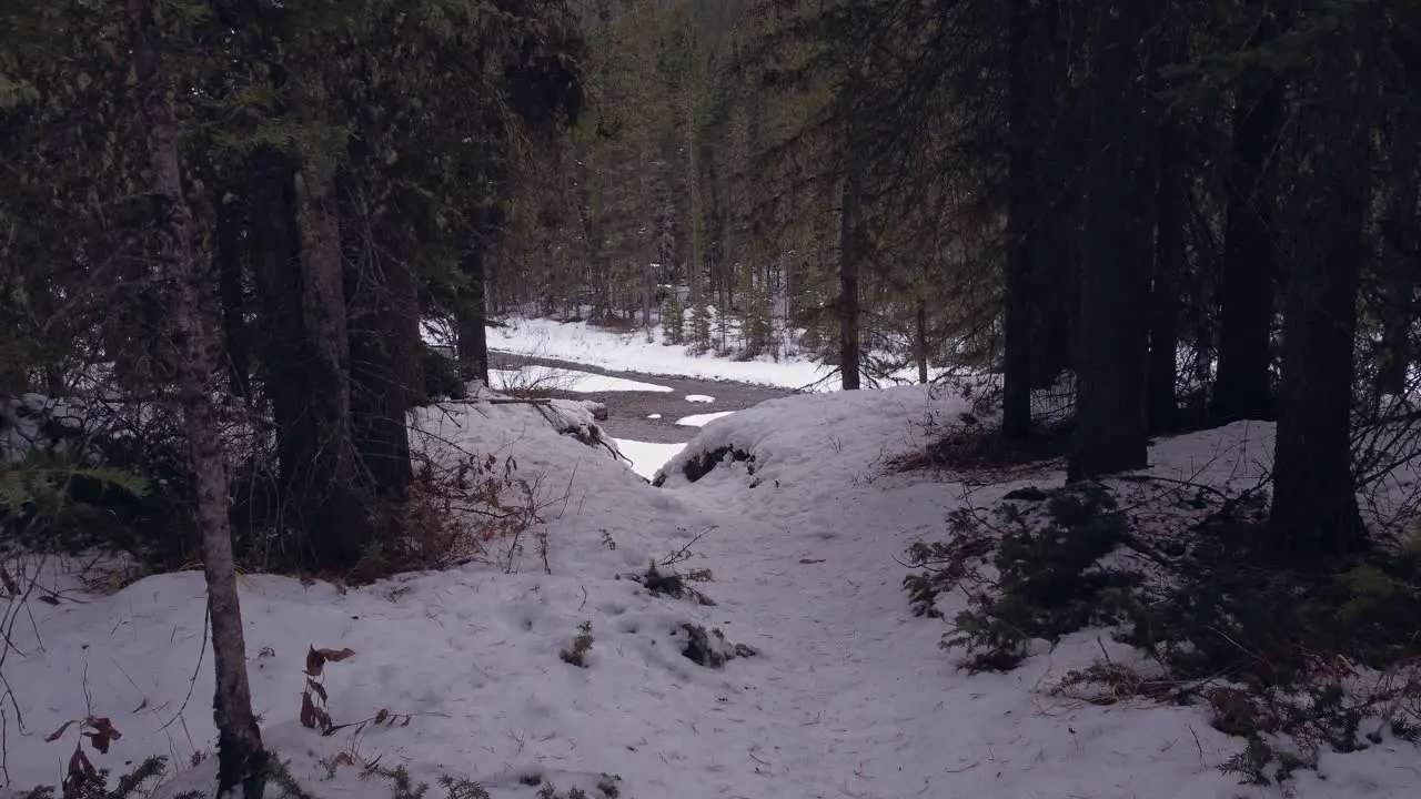 Creek reveal from pine forest in winter