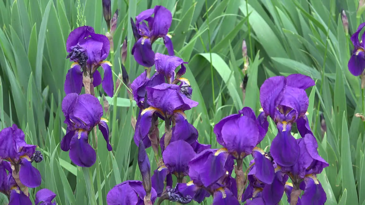 Purple Iris In Cluster