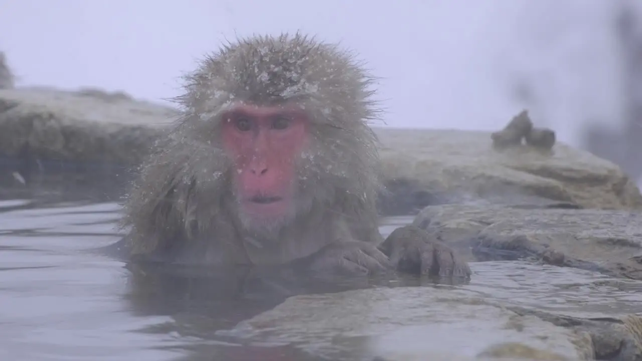 A lone monkey enjoying hot spring