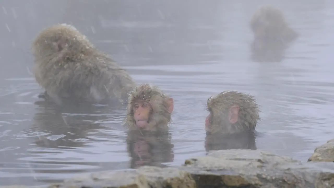 A family of monkeys enjoying hot spring under the snow