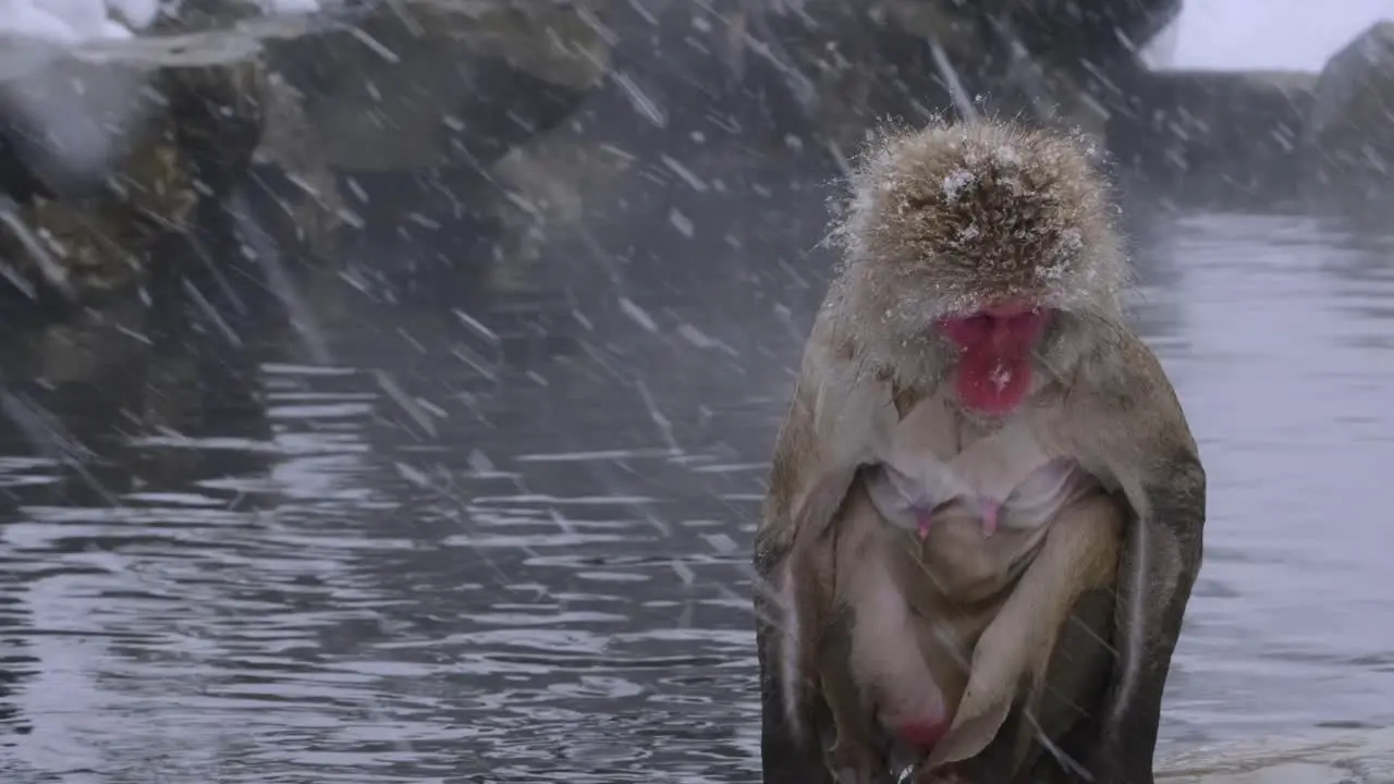 Monkey standing under the snow near a hot spring