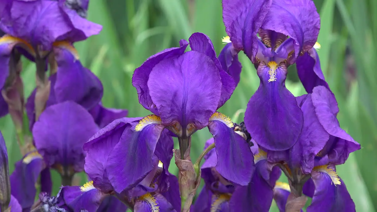 Purple Iris Zoom Out To Cluster