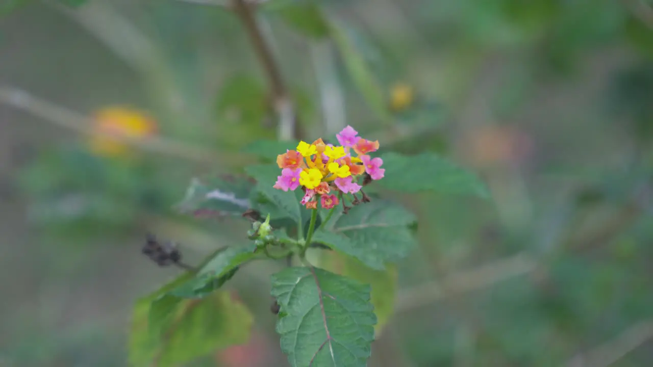 Red orange yellow flower blowing in the wind