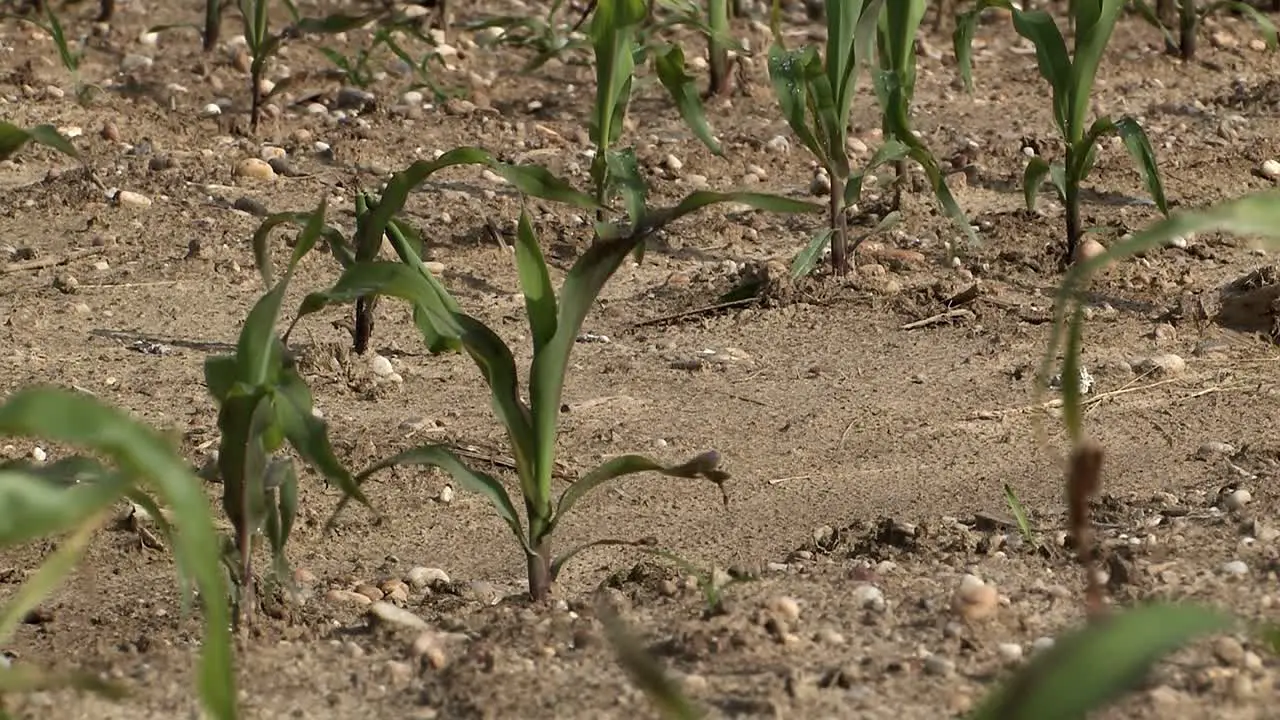 Corn field in Bavaria in early summer Germany-3