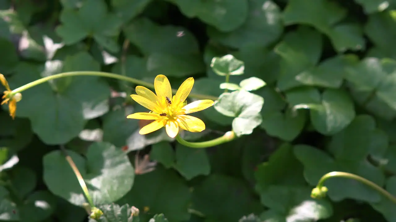 Nature Yellow Flower With Insects