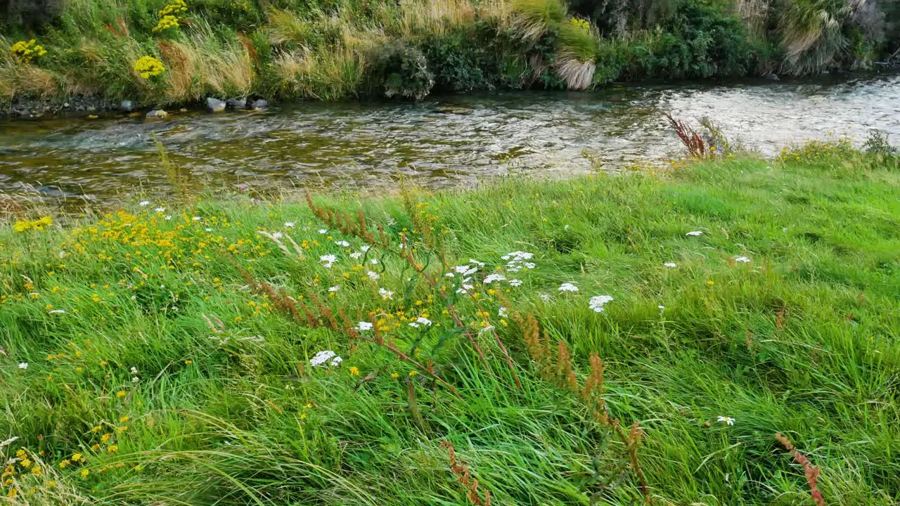 wildflowers in grassy meadow next to stream