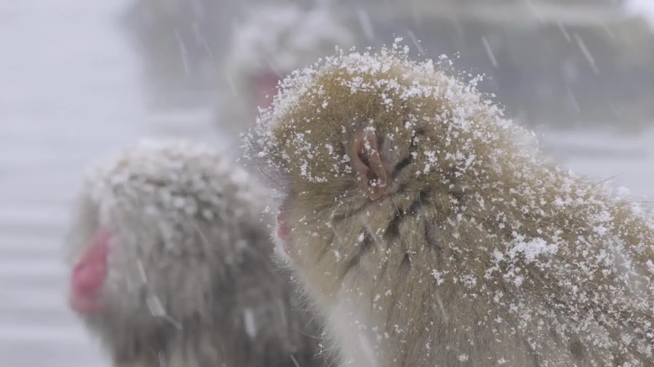 A baby monkey standing in the snow