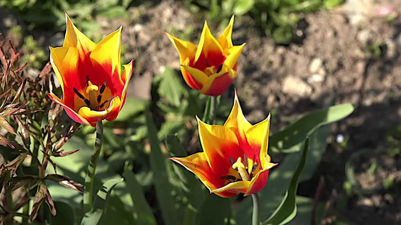 Yellow And Orange Tulips