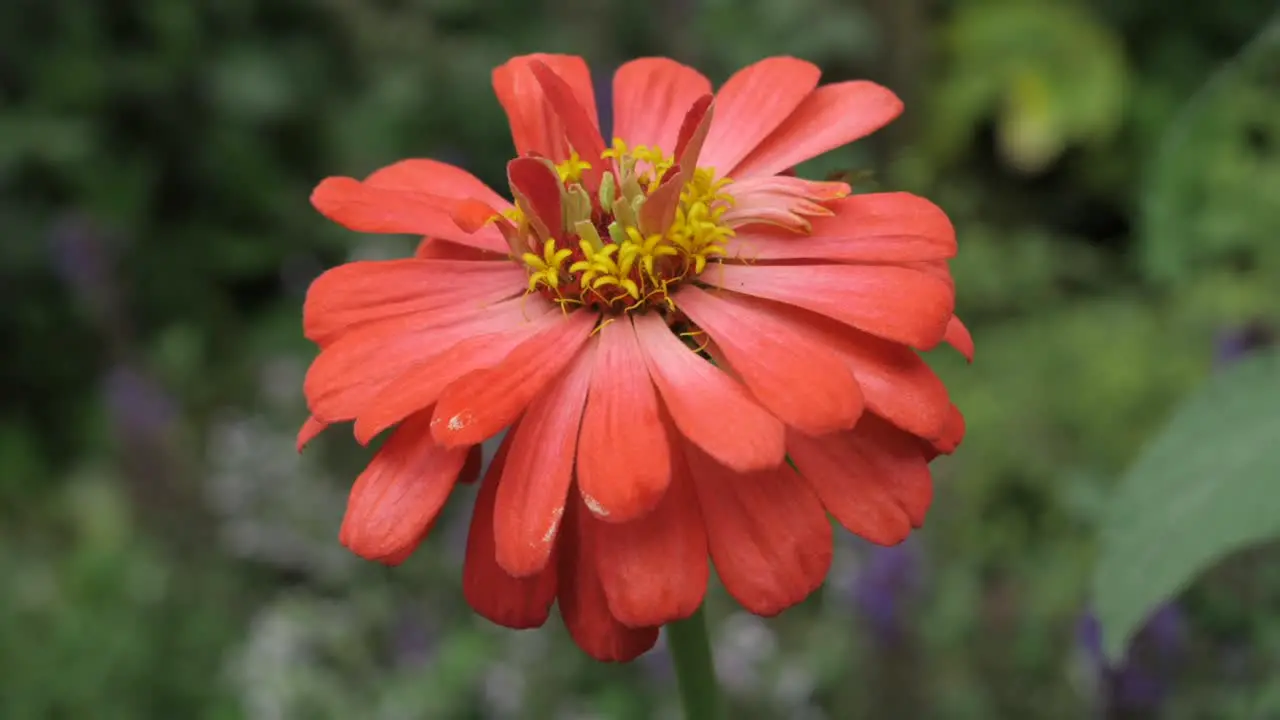 Red Flower Close Up