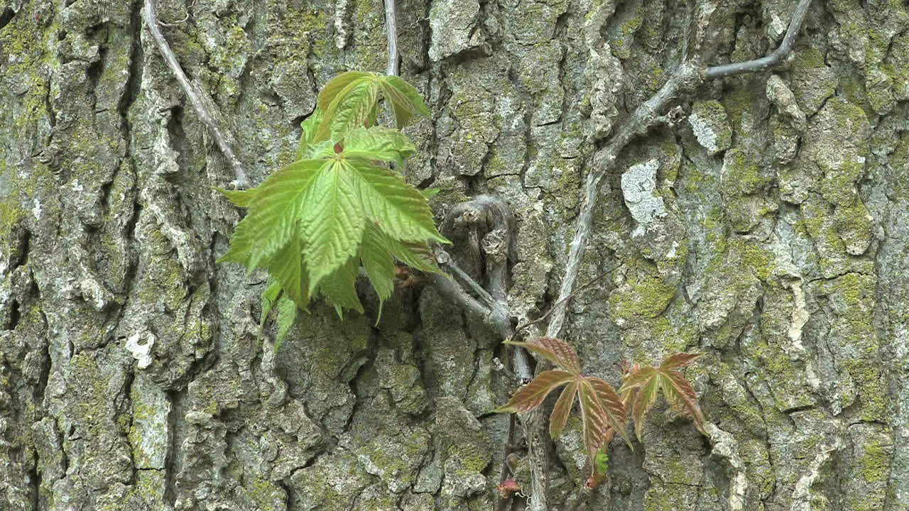 Vine on tree trunk