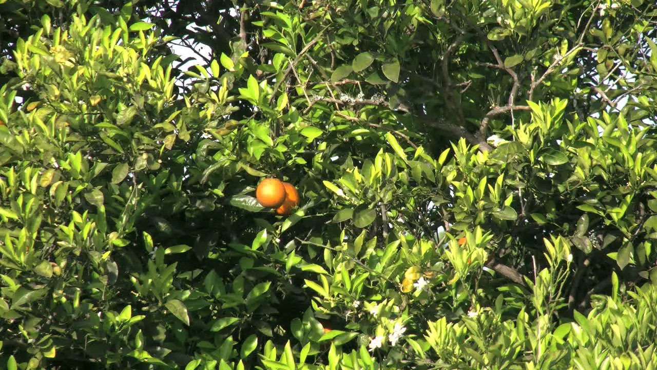 Oranges Amid Leaves