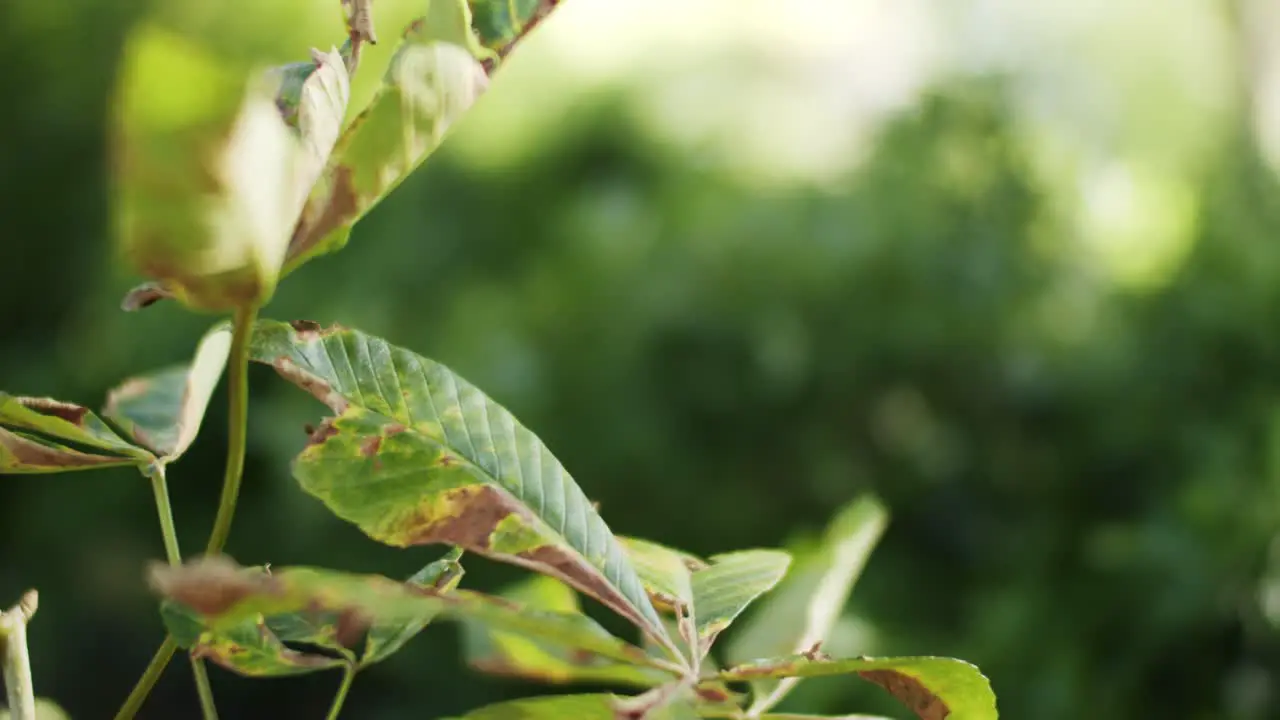 A plant in the forest blows gently in the spring time air