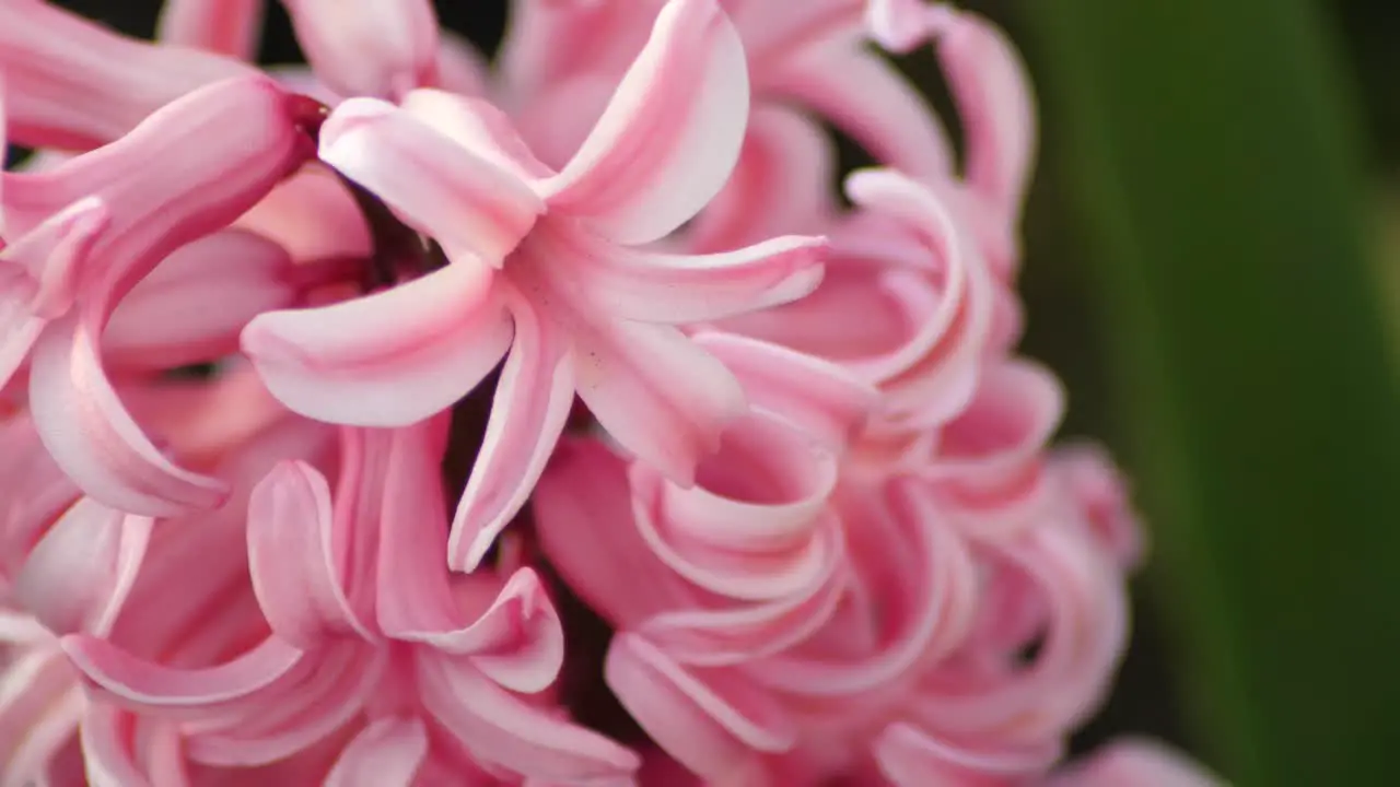 Pink Hyacinthus slow motion shot spring blooming